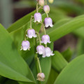 Konvalinka vonná ružová - Convallaria majalis - predaj voľnokorenných sadeníc - 1 ks