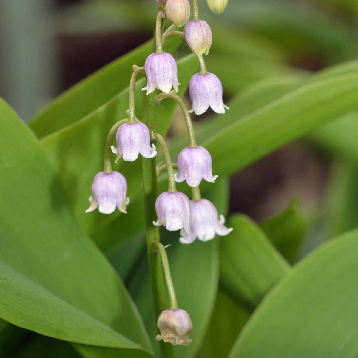 Konvalinka vonná ružová - Convallaria majalis - predaj voľnokorenných sadeníc - 1 ks