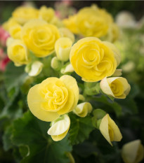 Begónia drobnokvetá žltáa - Begonia multiflora maxima - predaj cibuľovín - 2 ks