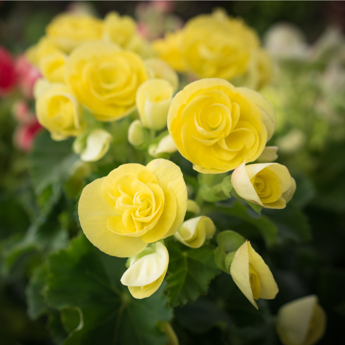Begónia drobnokvetá žltáa - Begonia multiflora maxima - predaj cibuľovín - 2 ks