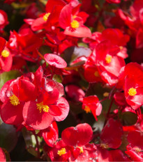 Begónia drobnokvetá červená - Begonia multiflora maxima - predaj cibuľovín - 2 ks