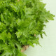 Horčica Wasabina - Brassica juncea - semená ázijskej zeleniny - 120 ks