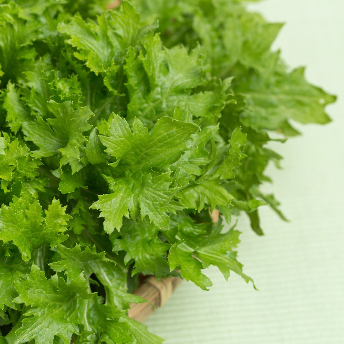 Horčica Wasabina - Brassica juncea - semená ázijskej zeleniny - 120 ks