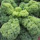 Kel kučeravý Husar - Brassica oleracea L. - semená kelu kučeravého - 0,5 g