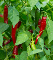 Chilli Thai Hot Culinary - Capsicum annuum - predaj semien - 6 ks