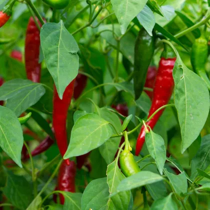 Chilli Thai Hot Culinary - Capsicum annuum - predaj semien - 6 ks