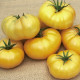 Paradajka Azoychka - Solanum lycopersicum - semená rajčiaka - 8 ks