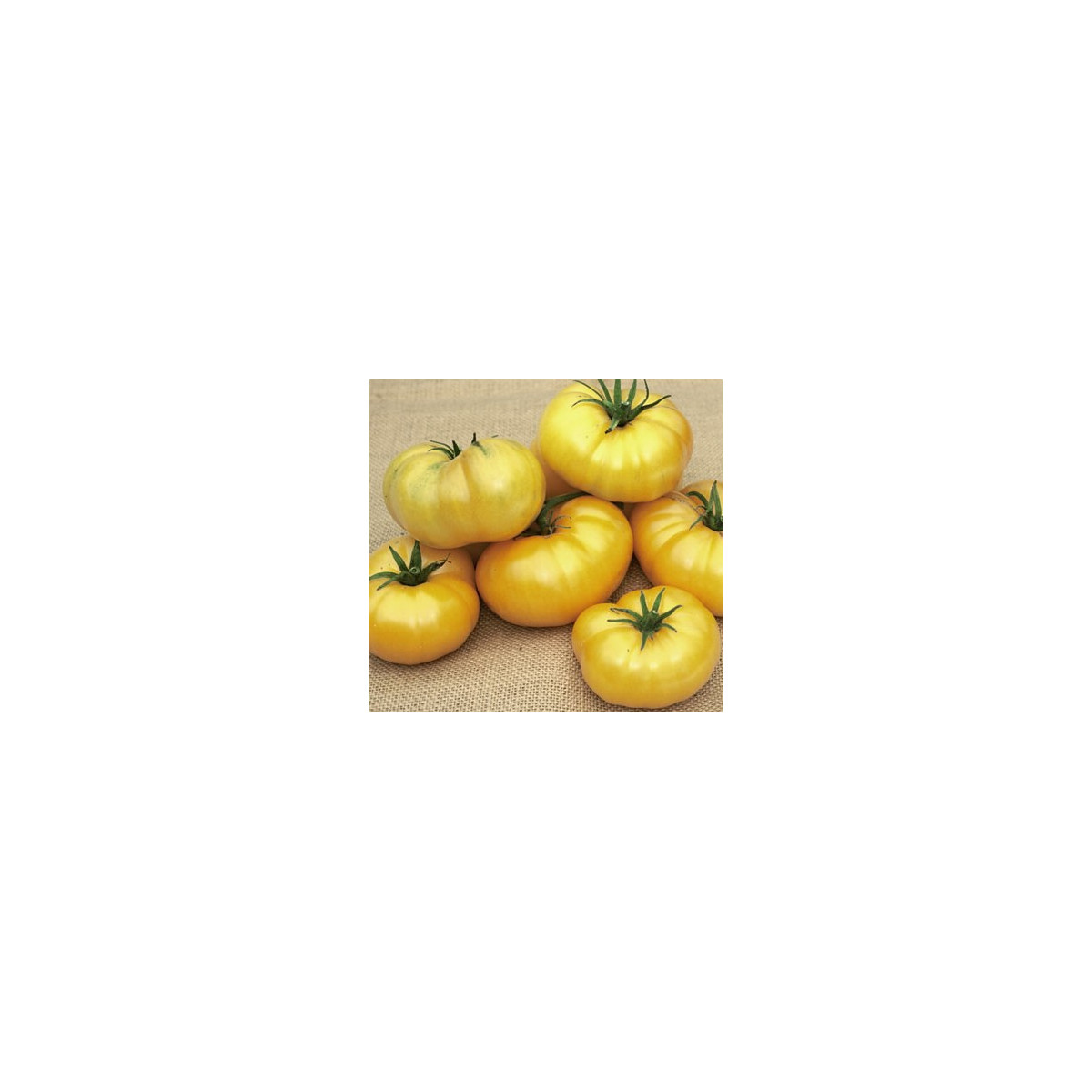 Paradajka Azoychka - Solanum lycopersicum - semená rajčiaka - 8 ks