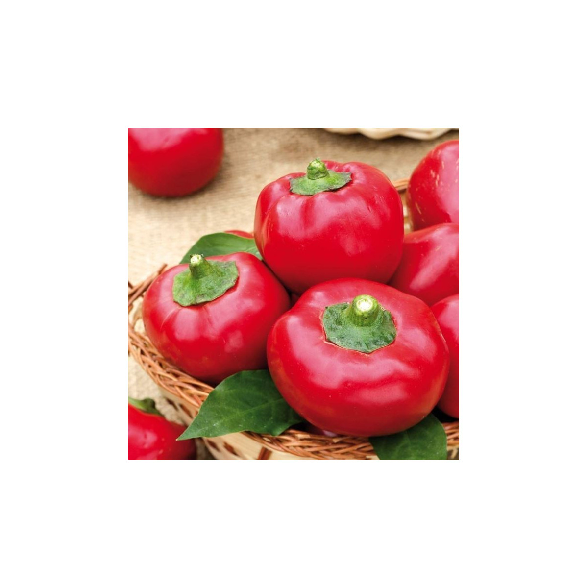Paradajková paprika Topgirl - Capsicum annuum - semená papriky - 7 ks