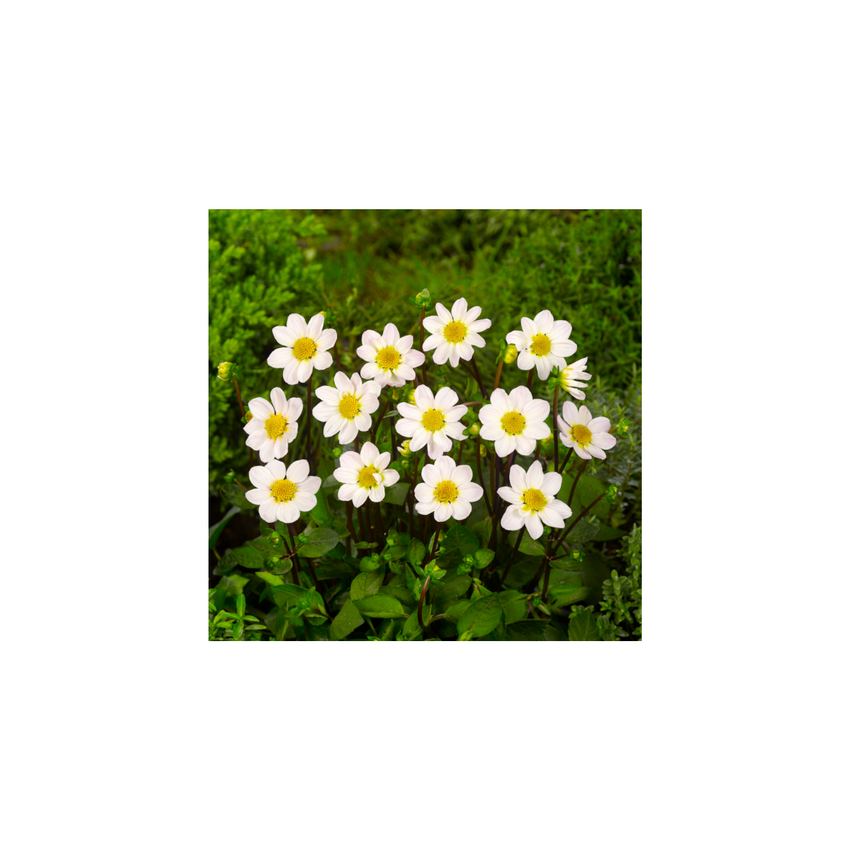 Georgína topmix biela - Dahlia - predaj cibuľovín - 1 ks