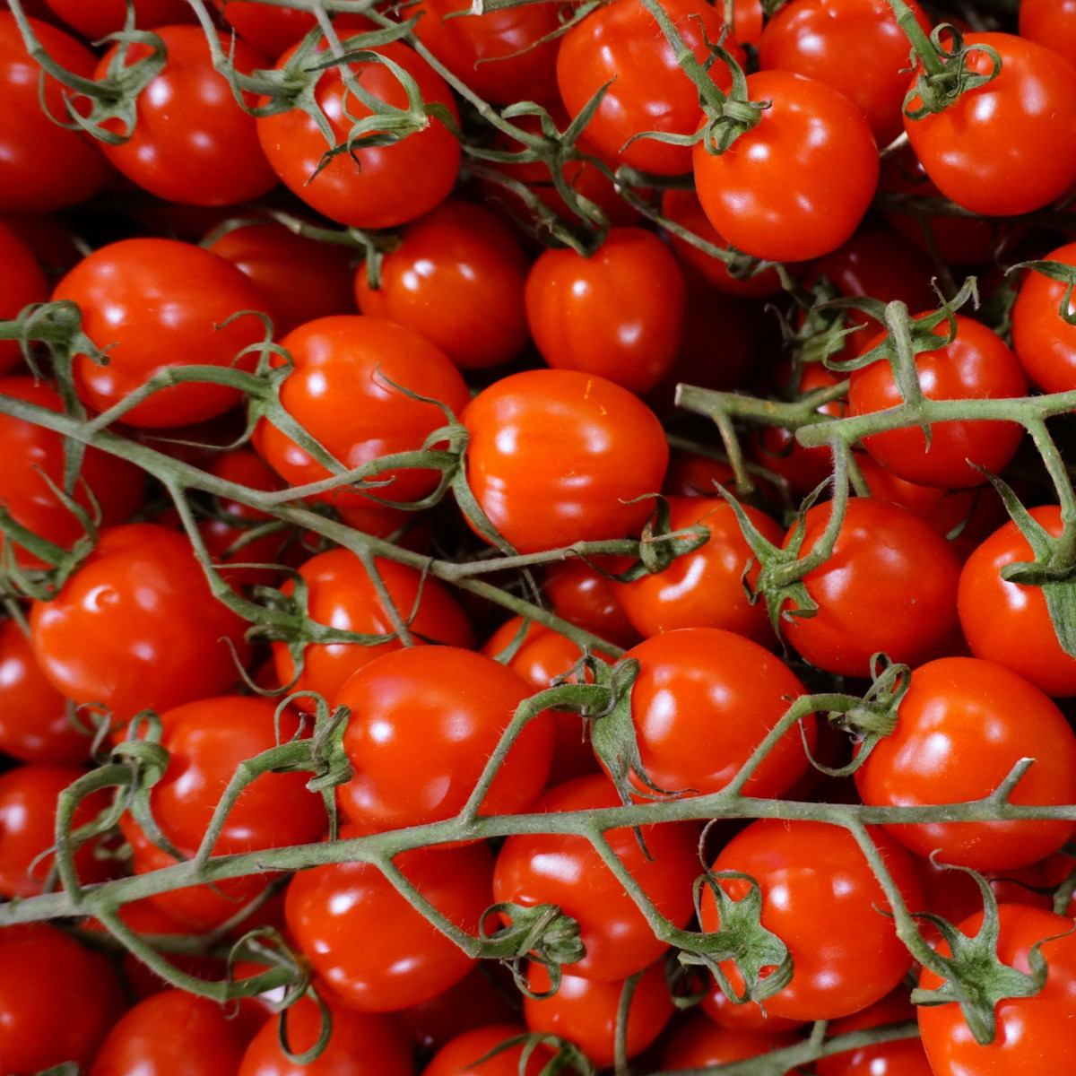 Paradajka Supersweet F1 - Solanum lycopersicum - Semená rajčiaka - 6 ks