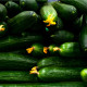 BIO Uhorka šalátová Flamingo F1 - Cucumis sativus - predaj bio semien - 4 ks