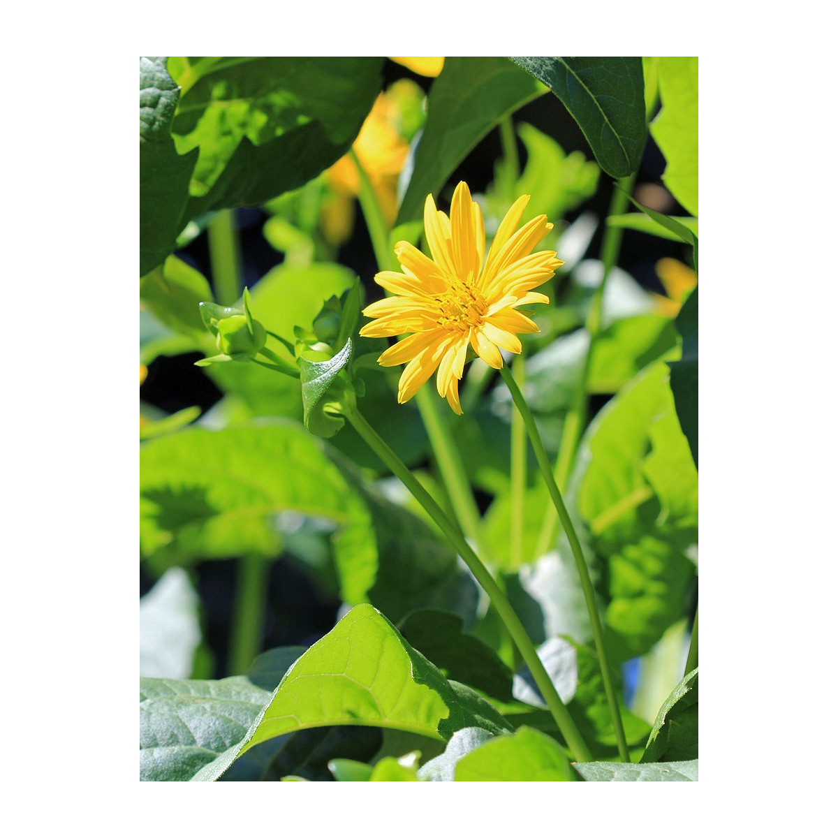 Silfium zrastenolisté - Silphium perfoliatum - predaj semien - 8 ks