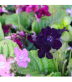 Železník hybridný Tuscany Mix - Verbena hybrida - predaj semien - 15 ks