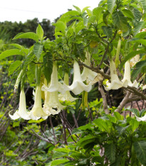 Brugmansia krémová - Brugmansia arborea - predaj semien - 5 ks