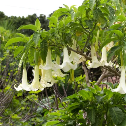 Brugmansia krémová - Brugmansia arborea - predaj semien - 5 ks