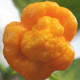 Chilli 7 Pot Brain Strain žlté - Capsicum chinense - predaj semien - 6 ks