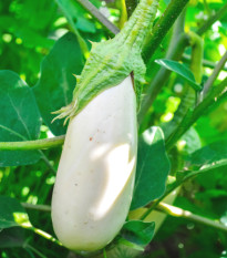Baklažán Casper - Solanum melongena - predaj semien - 7 ks