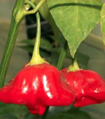 Chilli Mushroom červené - Capsicum Chinenses - predaj semien - 6 ks
