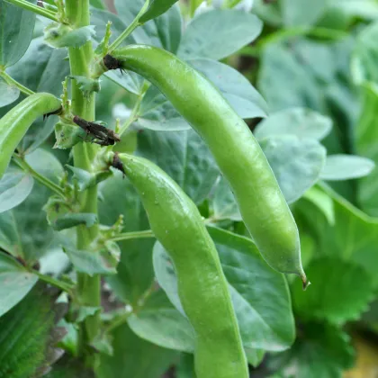 Bôb obyčajný Piccola - Vicia faba - predaj semien bôbu - 20 ks