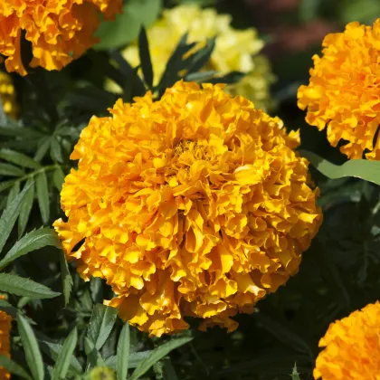 Aksamietnica vzpriamená nízka Golden Age - Tagetes erecta nana - predaj semien - 0,3 g