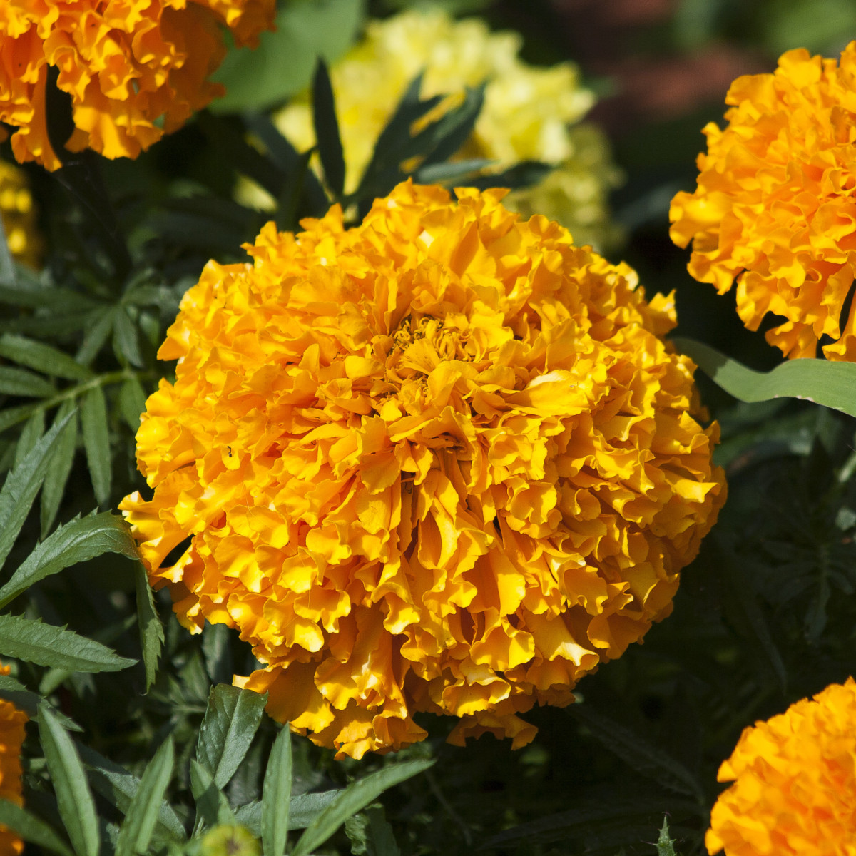 Aksamietnica vzpriamená nízka Golden Age - Tagetes erecta nana - predaj semien - 0,3 g
