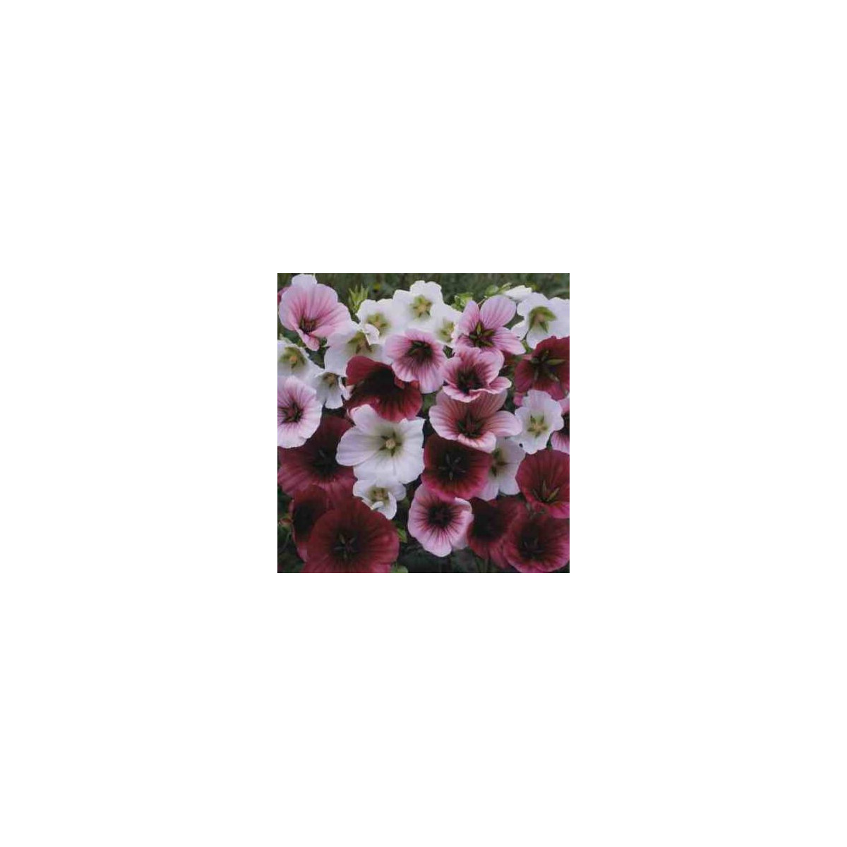 Slézovka trojklanná zmes farieb - Malope Trifid - predaj semien - 30 ks