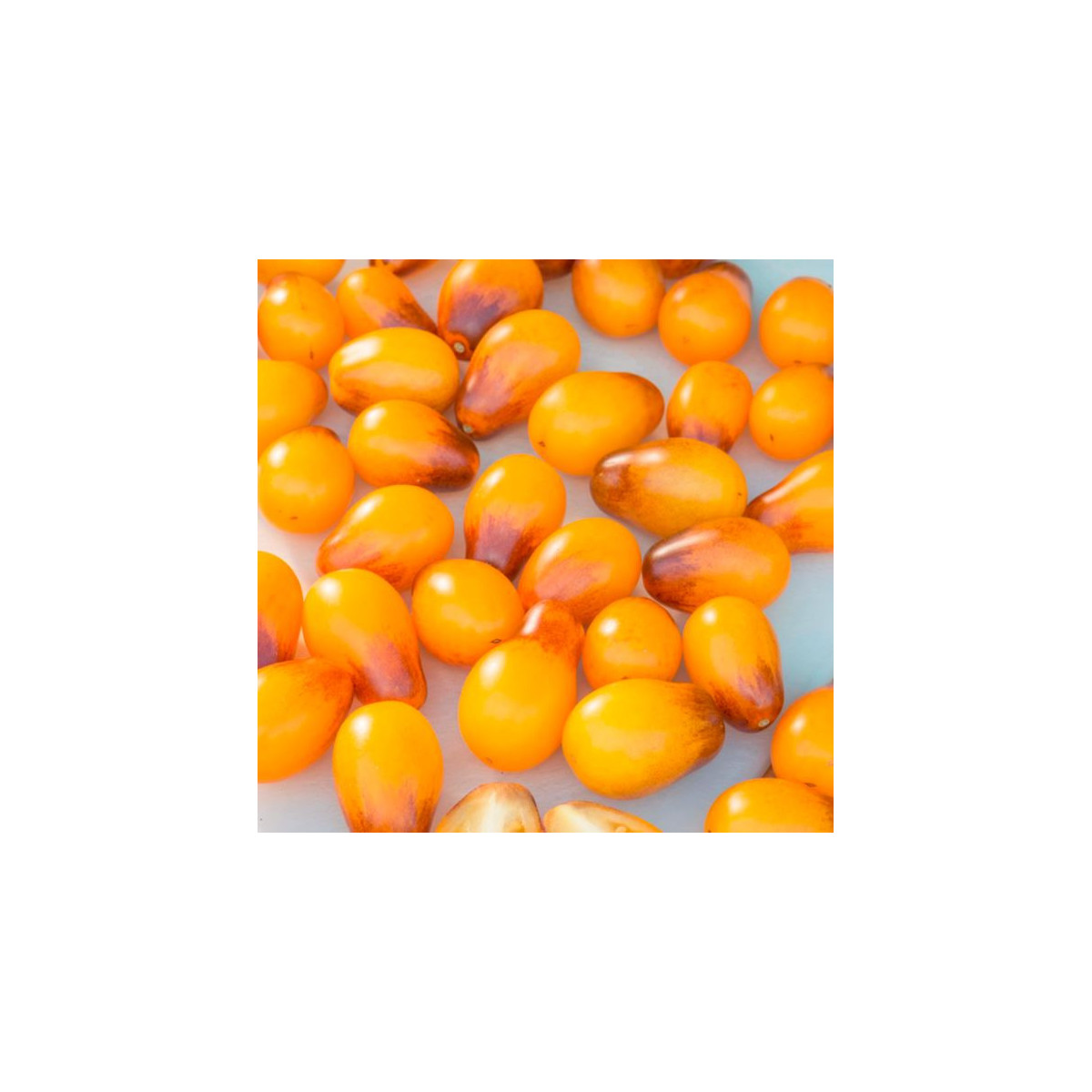 Paradajka Indigo Pear Drops - Solanum lycopersicum - Predaj semien rajčiaka -  5 ks