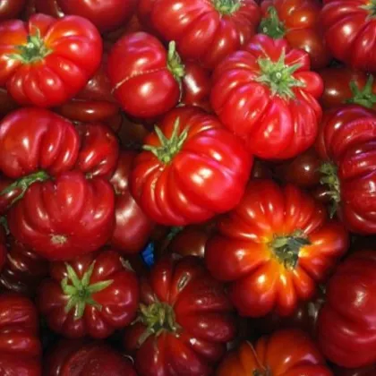 Paradajka Costoluto Fiorentino - Lycopersicon esculentum - Predaj semien rajčiaka - 7 ks