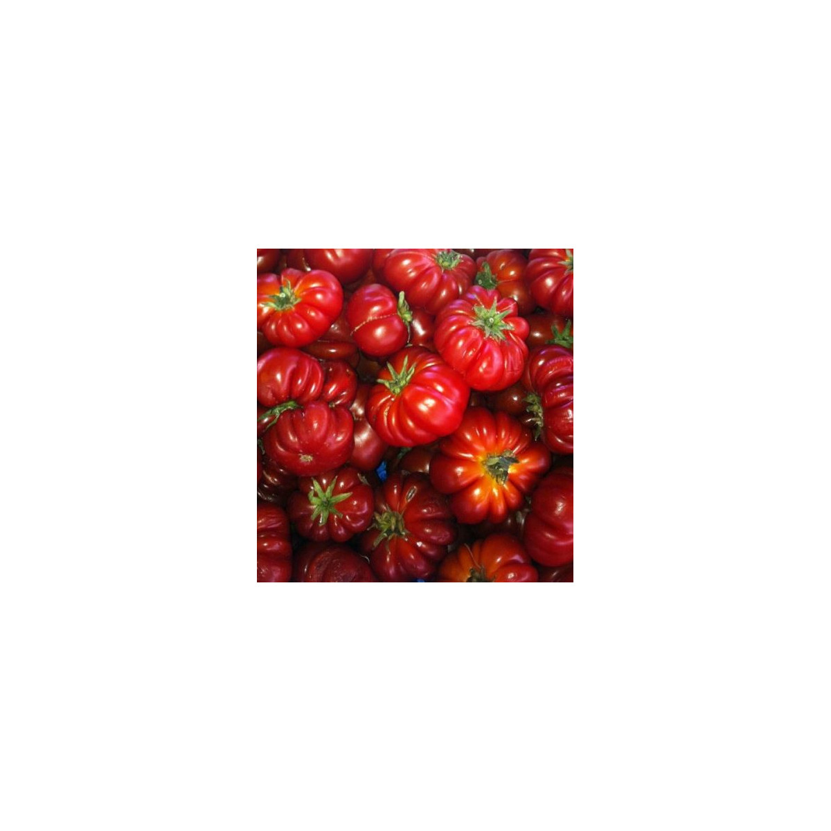 Paradajka Costoluto Fiorentino - Lycopersicon esculentum - Predaj semien rajčiaka - 7 ks