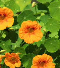 Kapucínka väčšia Scharlachglanz - Tropaeolum majus - semená - 7 ks