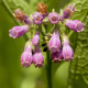 Kostihoj lekársky - Symphytum officinale - predaj semien - 5 ks