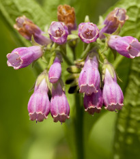 Kostihoj lekársky - Symphytum officinale - predaj semien - 5 ks