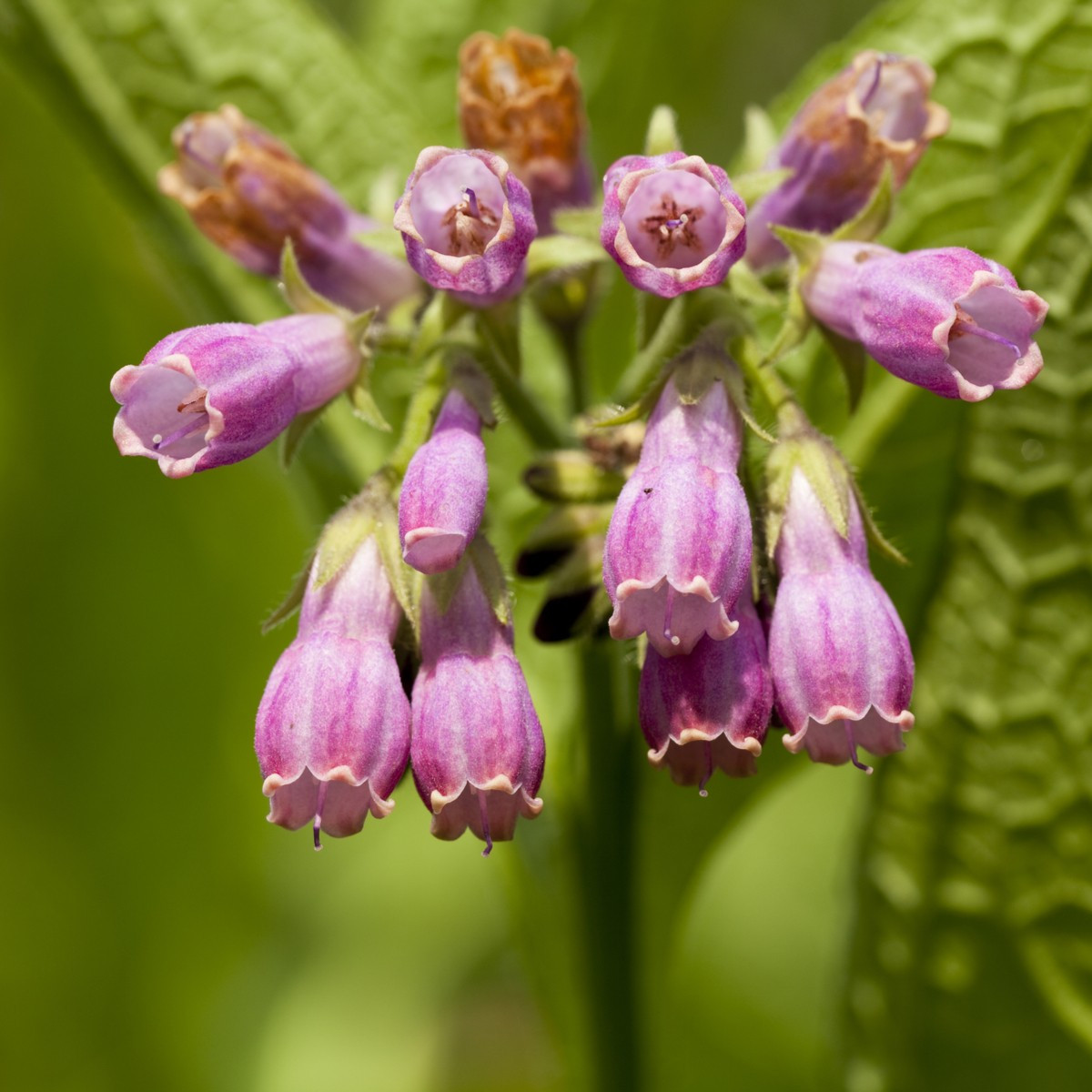 Kostihoj lekársky - Symphytum officinale - predaj semien - 5 ks