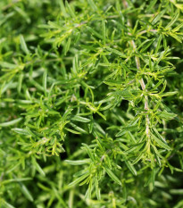 Bio saturejka horská - Satureja hortensis - predaj bio semien - 500 ks