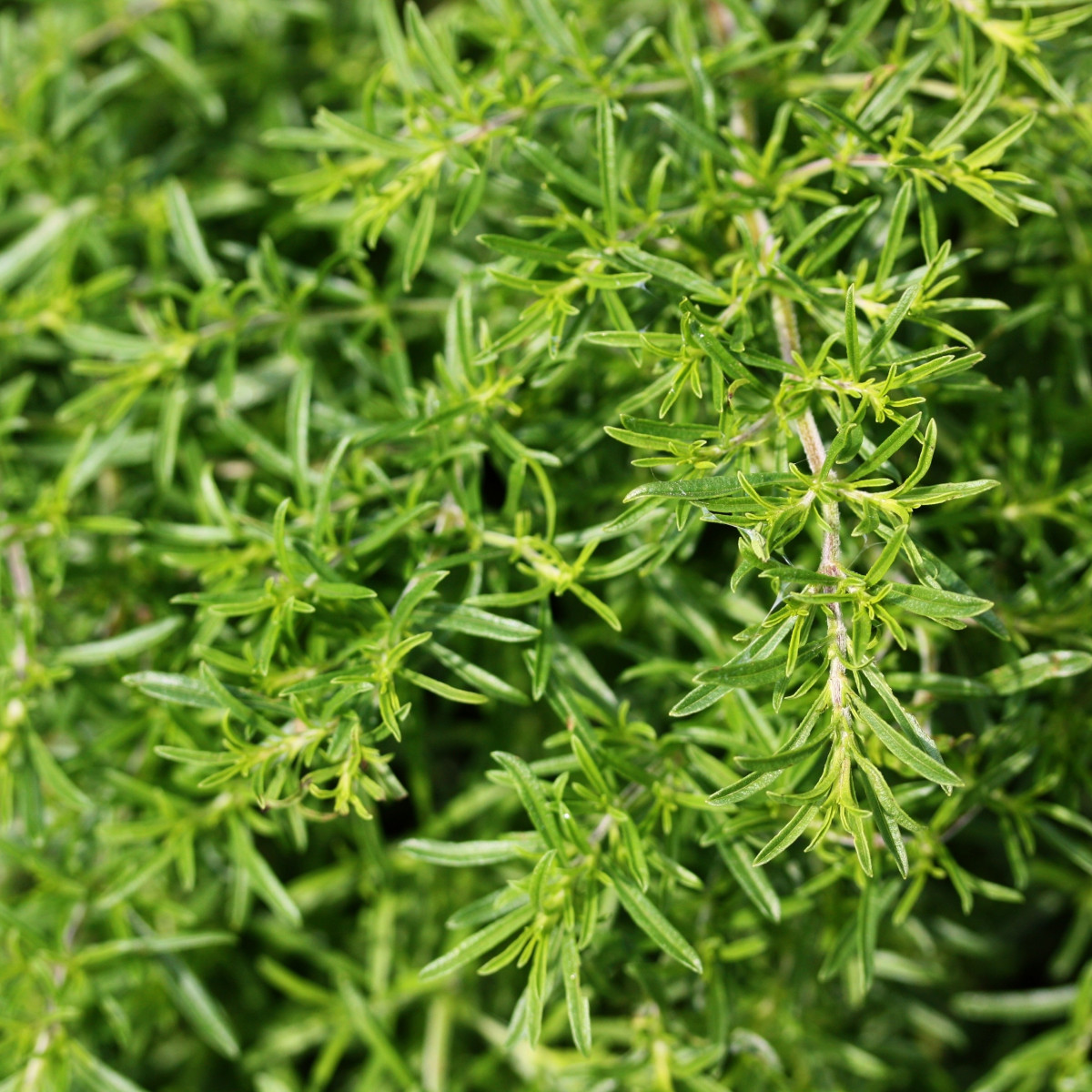 Bio saturejka horská - Satureja hortensis - predaj bio semien - 500 ks