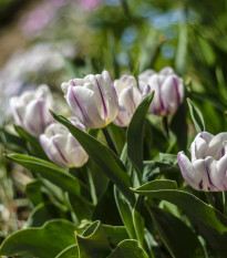 Tulipán Flaming Flag - Tulipa - predaj cibuľovín - 3 ks