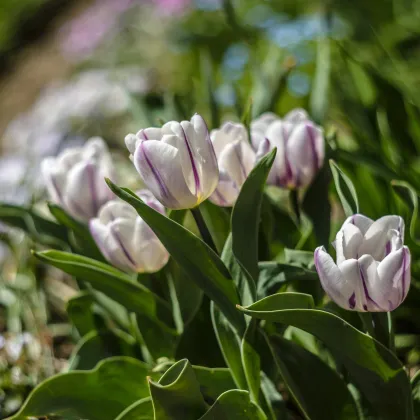 Tulipán Flaming Flag - Tulipa - predaj cibuľovín - 3 ks