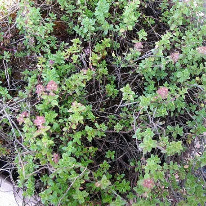 Tymián francúzsky letný - Thymus vulgaris - semiačka - 100 ks