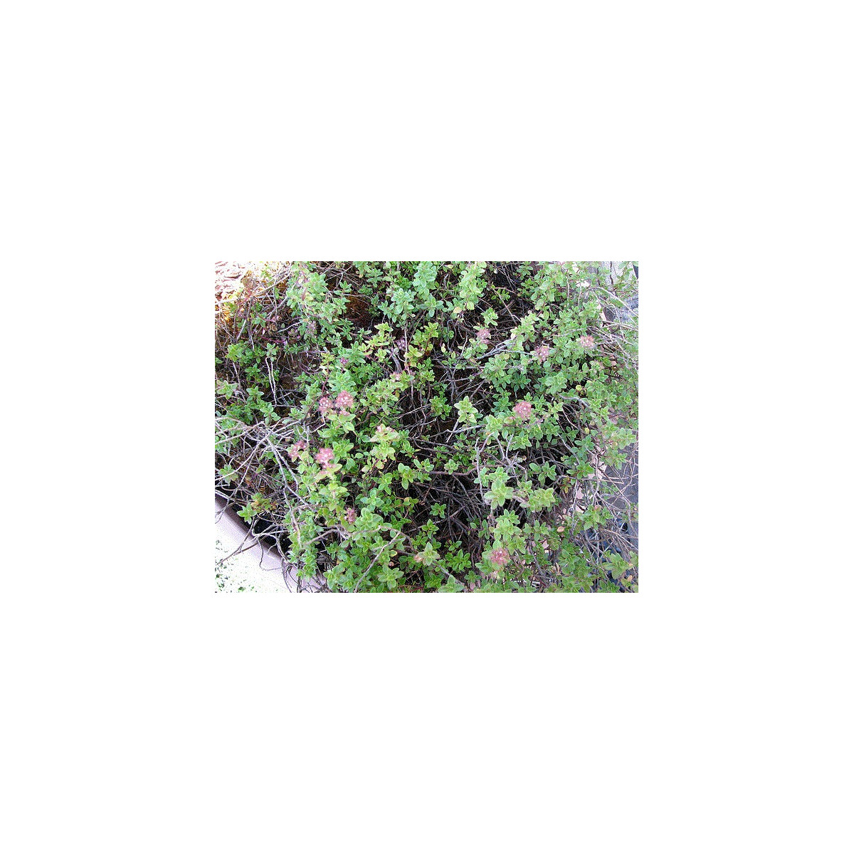 Tymián francúzsky letný - Thymus vulgaris - semiačka - 50 ks
