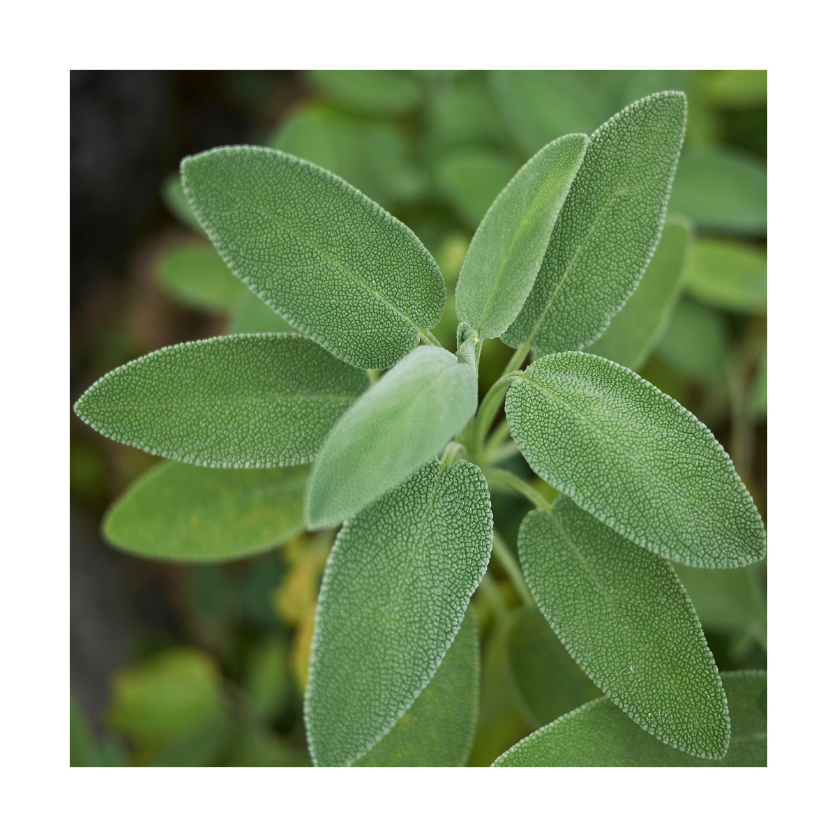 Šalvia lekárska - Salvia officinalis - predaj semien - 20 ks