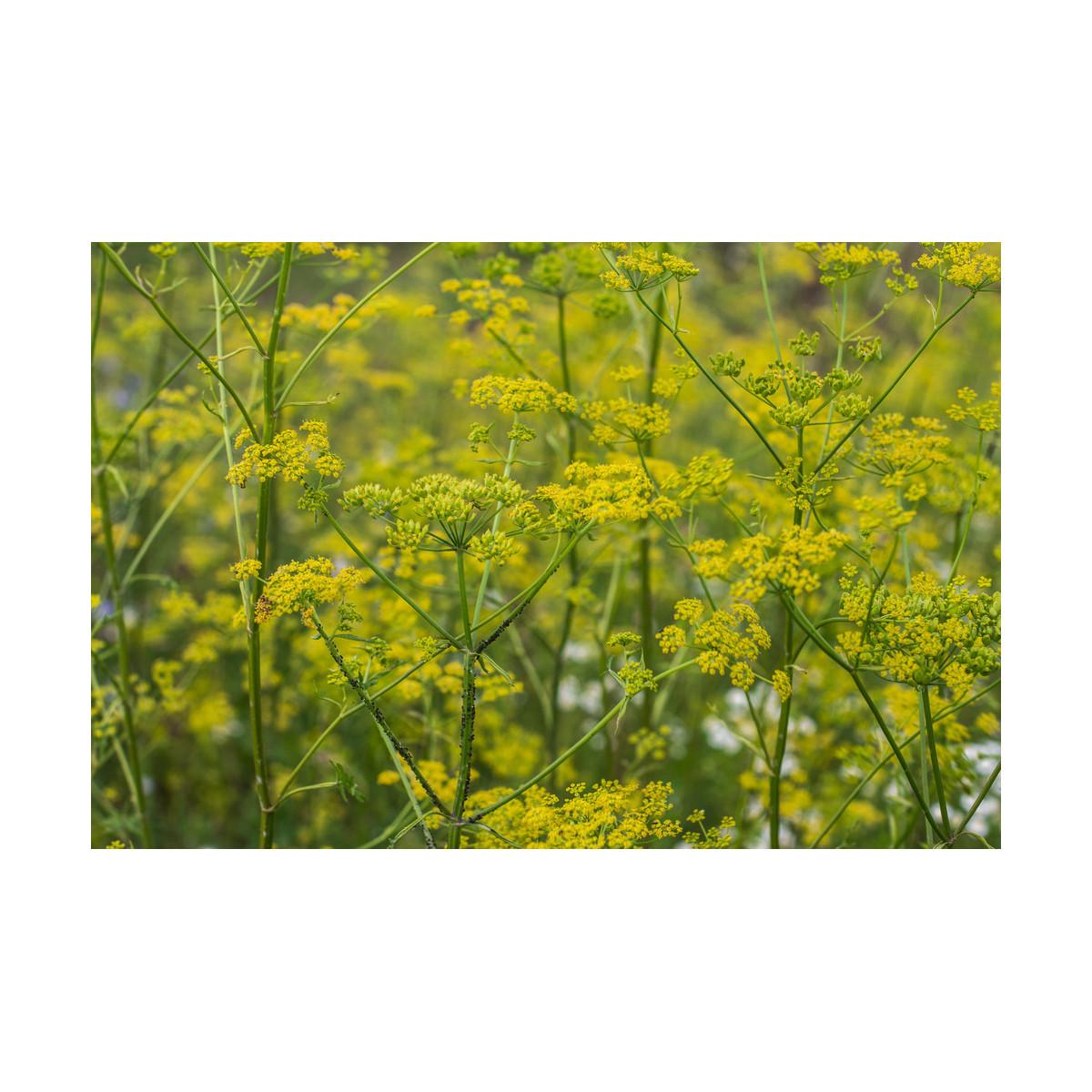 Kôpor Tetra - Anethum graveolens - semiačka - 200 ks