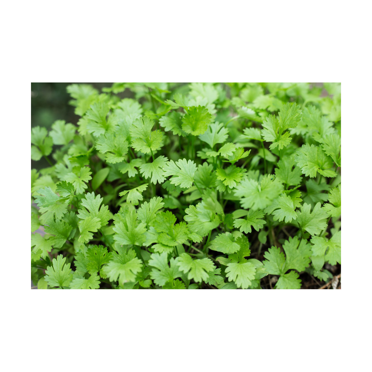 Koriander - Coriandrum sativum - semiačka -100 ks