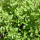 Majorán divý - Pot marjoram - semiačka - 500 ks