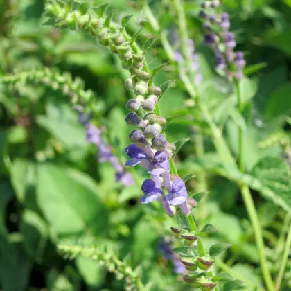 Šišiak bajkalský - Scutellaria baicalensis - semiačka - 15 ks