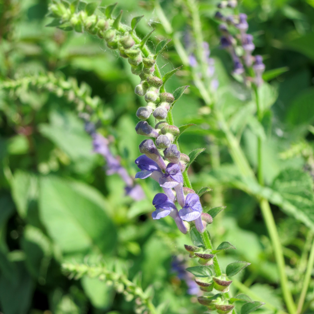 Šišiak bajkalský - Scutellaria baicalensis - semiačka - 15 ks