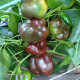 Paprika Ingrid - Capsicum annuum - Predaj semien - 40 ks