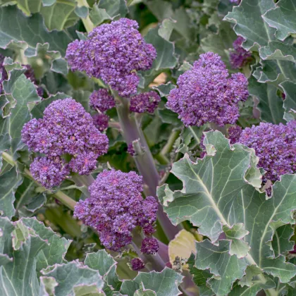 Brokolica skorá fialová - Rudolph - Brassica oleracea - predaj semien brokolice - 30 Ks