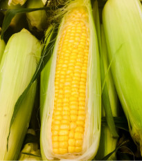 Kukurica cukrová Golden bantam - Zea mays - semiačka - 16 ks