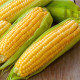 Kukurica Andrea F1 - Zea mays - semiačka - 16 ks
